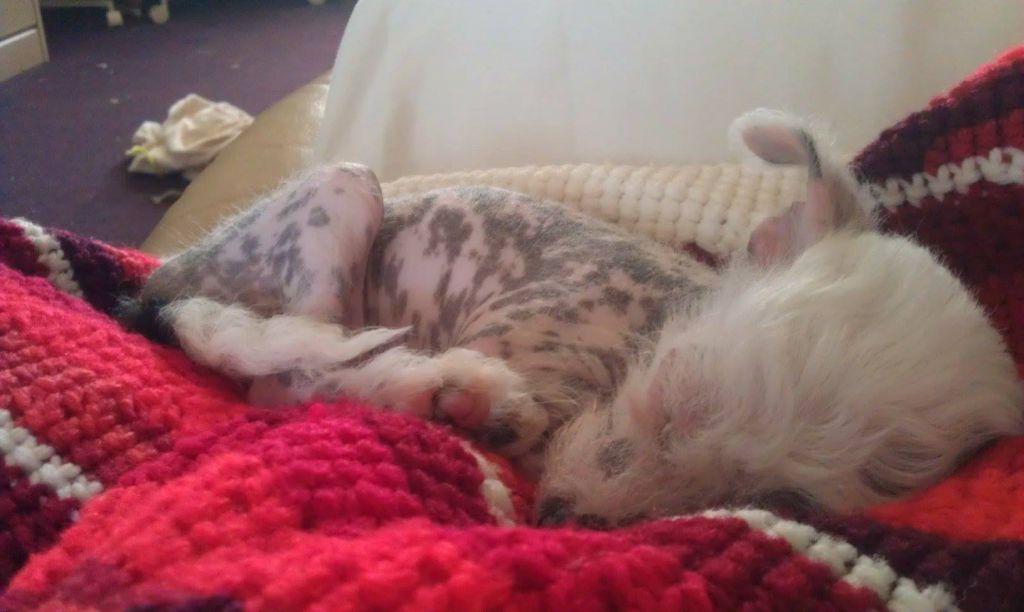 TK's Daxx the Dalmation