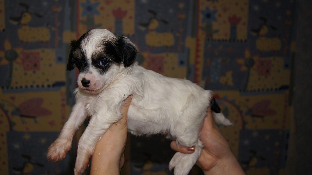 Elance Louange Smoky Eyeses