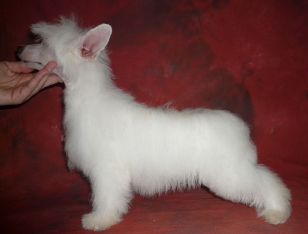 Legion of Dream Princesse Keri - Ker