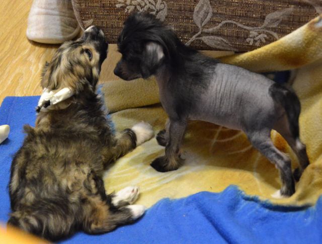 Arani Amanda@Grand Sunlife Alpenlibe