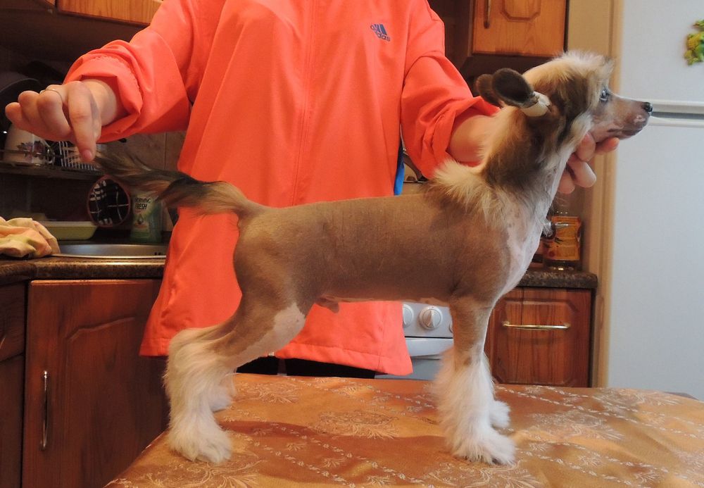 Orero Lovely Nell Liberty