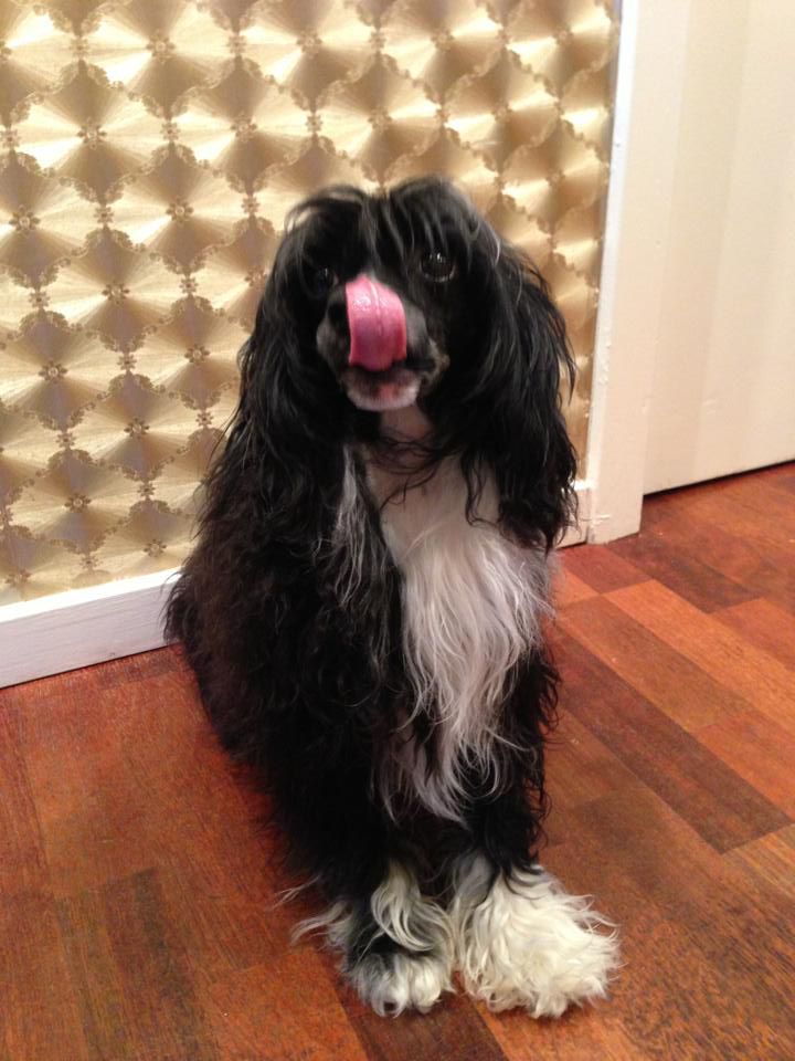 Malenes Minde Hsiao Hair Exotic