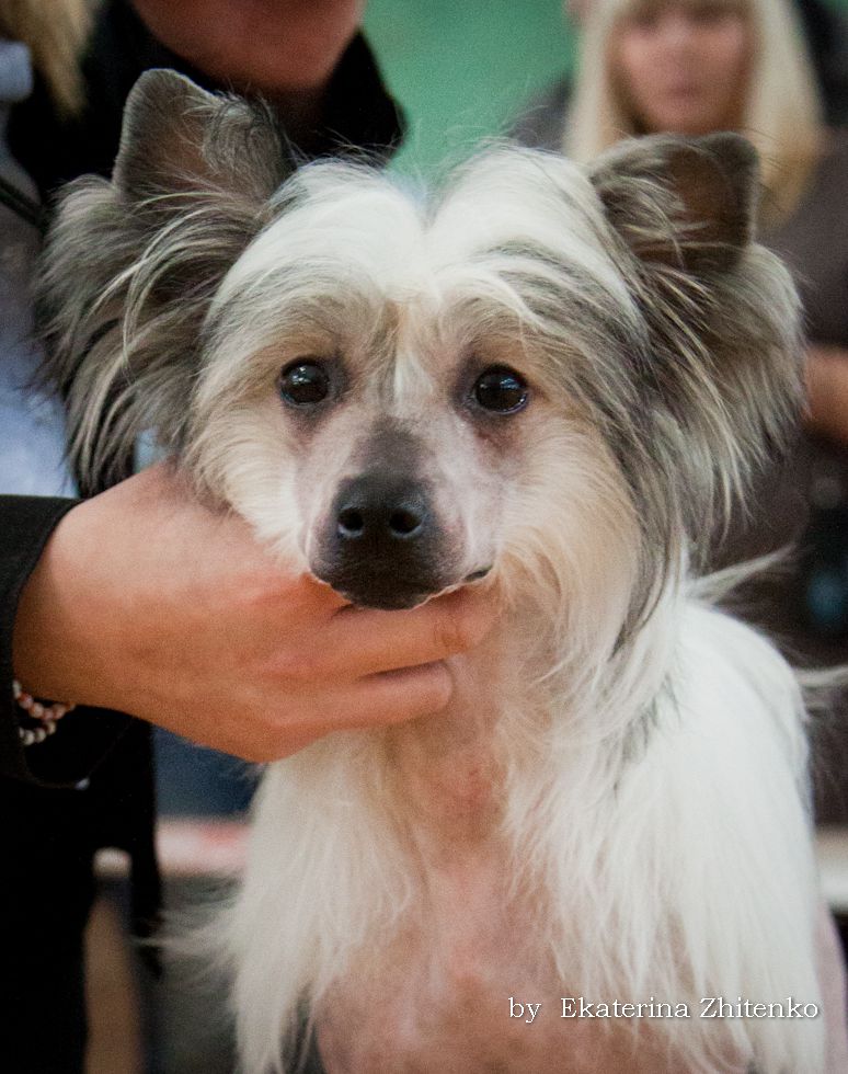 Nyu Art Alfa Veshchnoe Sovershenstvo