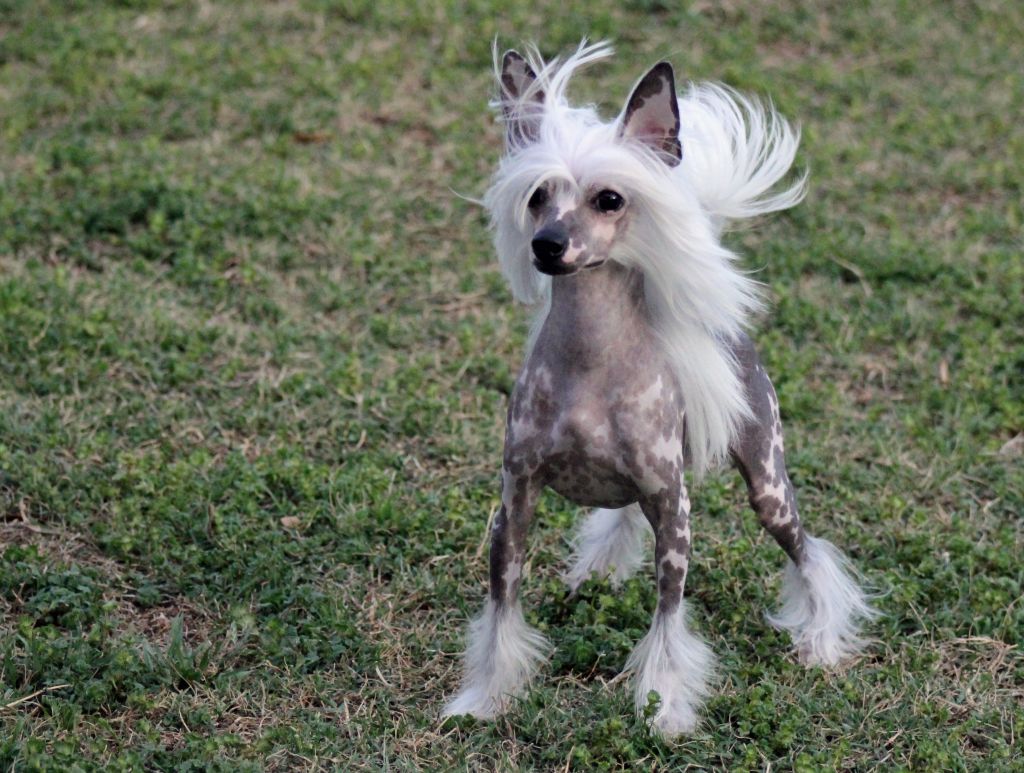 Castle Rock Ghost Rider 4-Reil