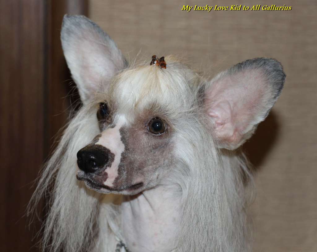 My Lucky Love Kid to All Gallurius