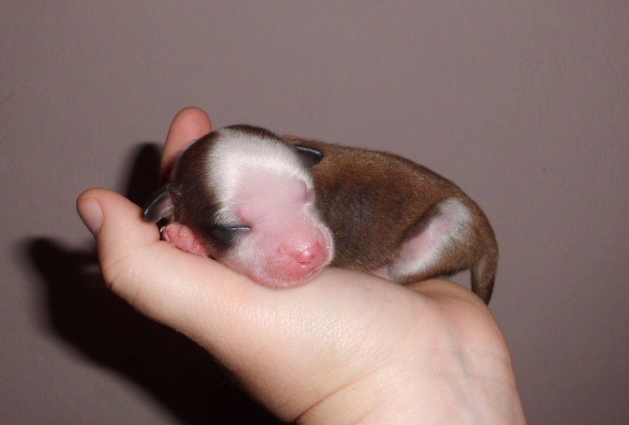 Himawari de L'Essence de Mon Tout