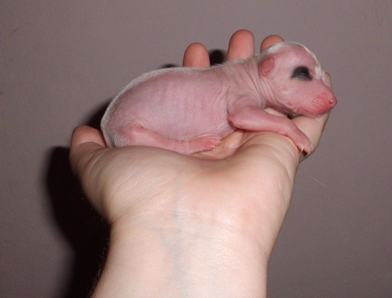 Wendy de L'Essence de Mon Tout