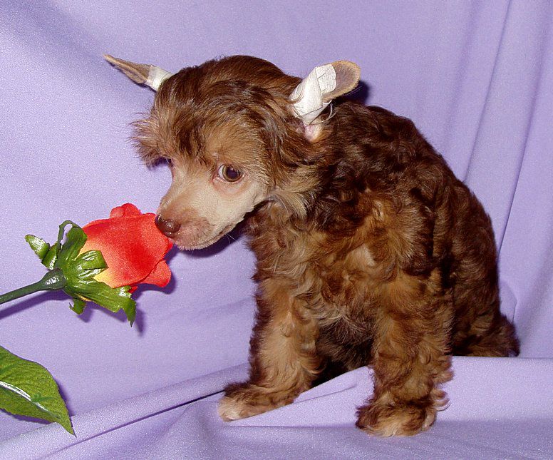 Perl Magic Gilles de Rays