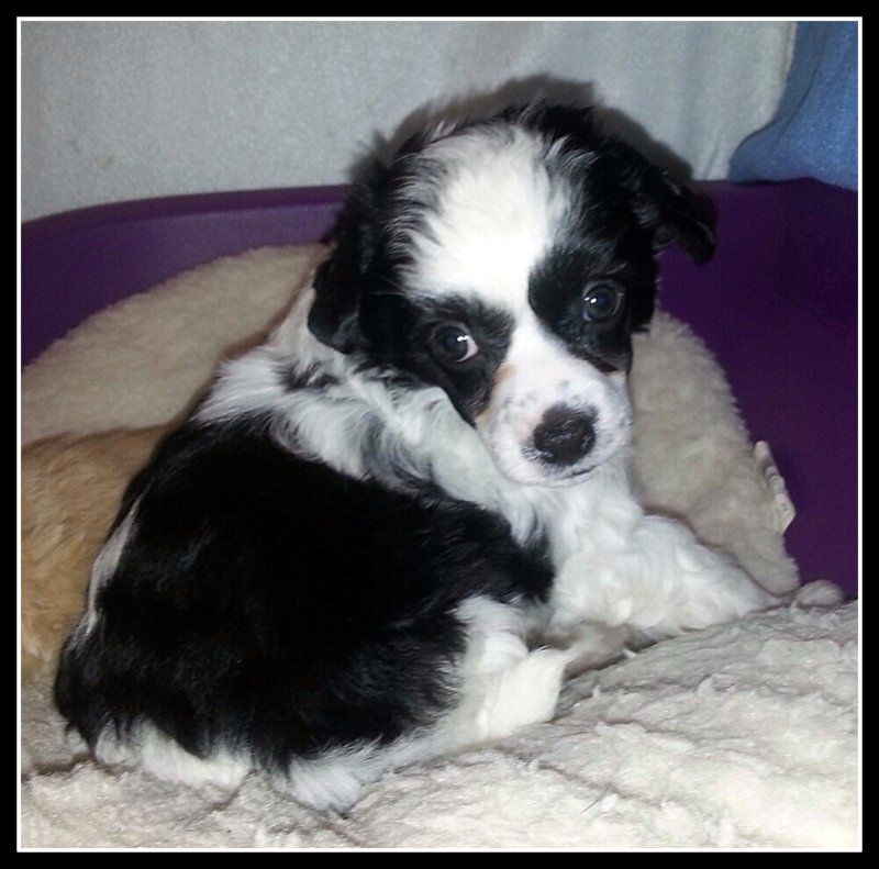 Little Crazy Cresteds Caspian