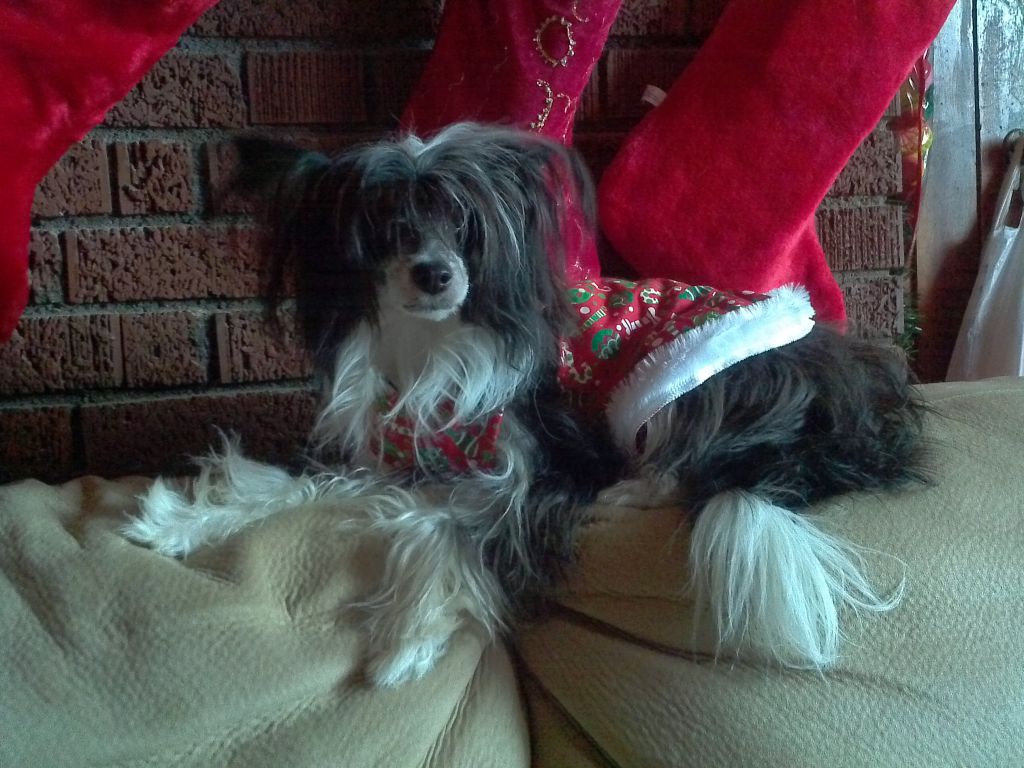 simones' little miss fancy pantz