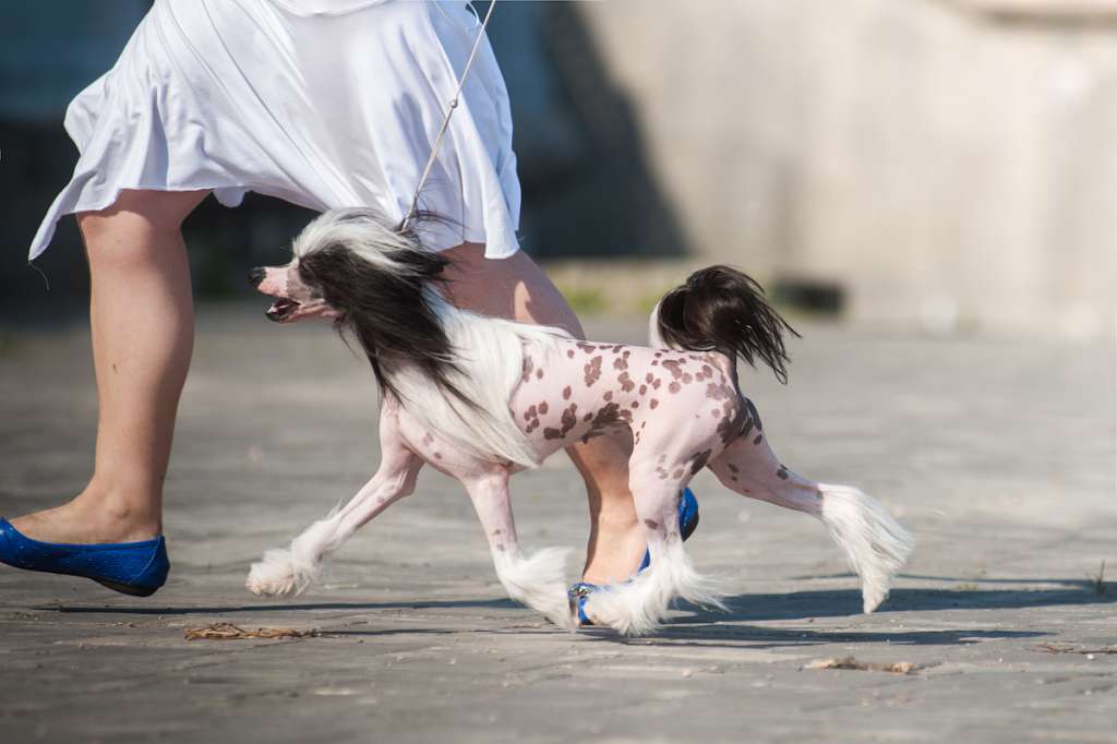 Victoria Estel iz Serebryanogo Raya