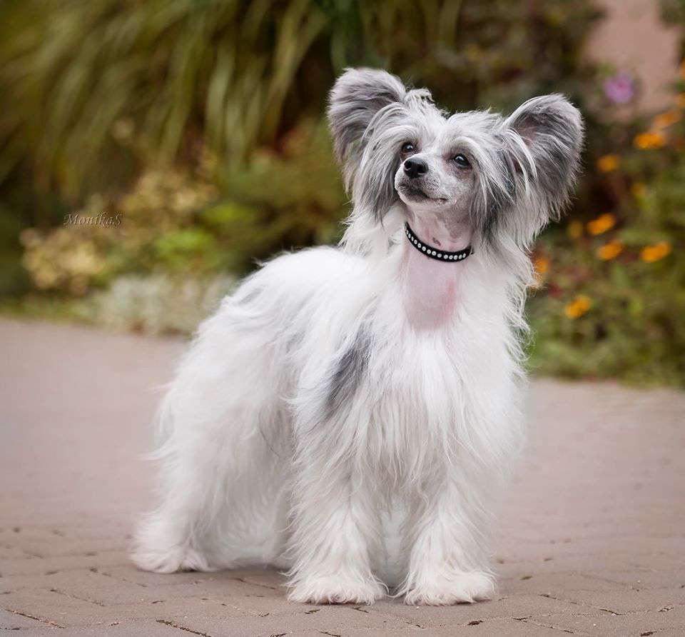 Dream my Love Dakota od Zlateho moku