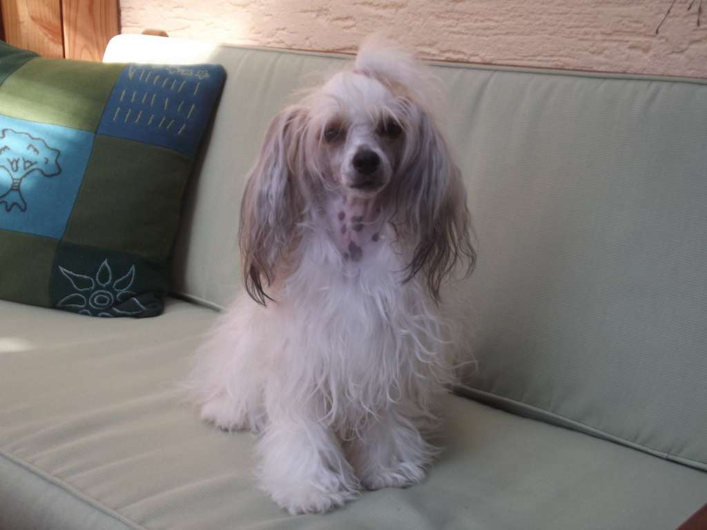 Desy od Zlateho moku