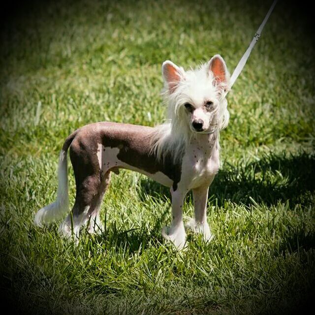 Cuzco de L'Essence de Mon Tout