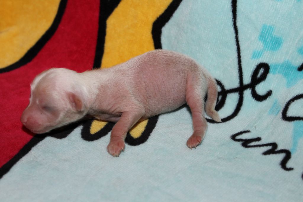 Ozzy de L'Essence de Mon Tout