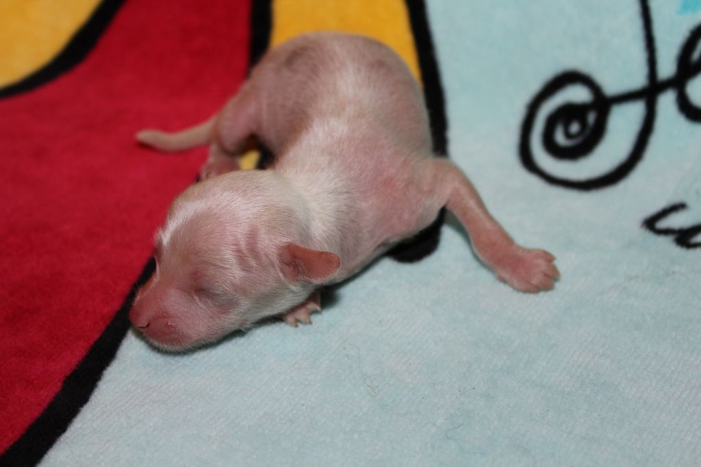 Kaffi de L'Essence de Mon Tout