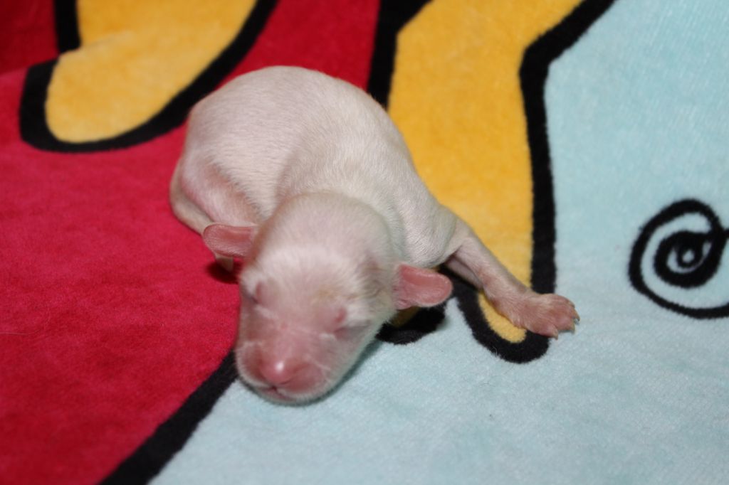 Narnia de L'Essence de Mon Tout