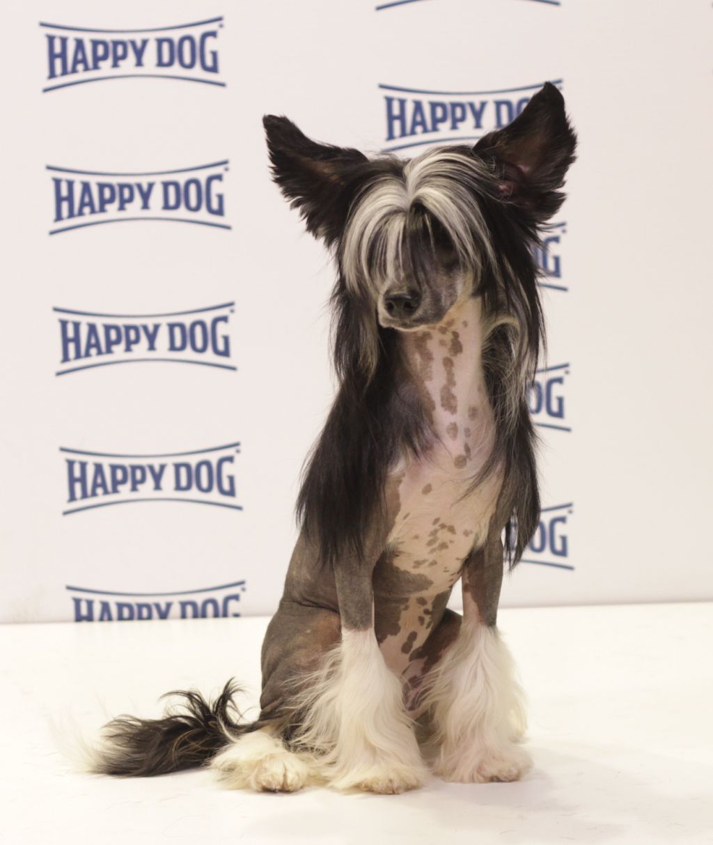 Opus Palmare Valensia