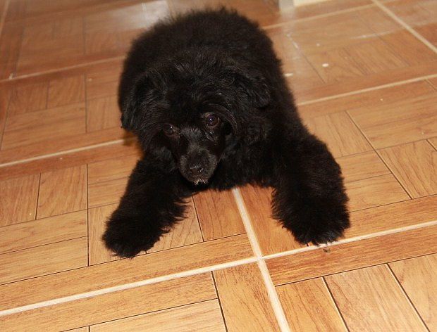 Kanis Ventus Astarta Viva Gracio