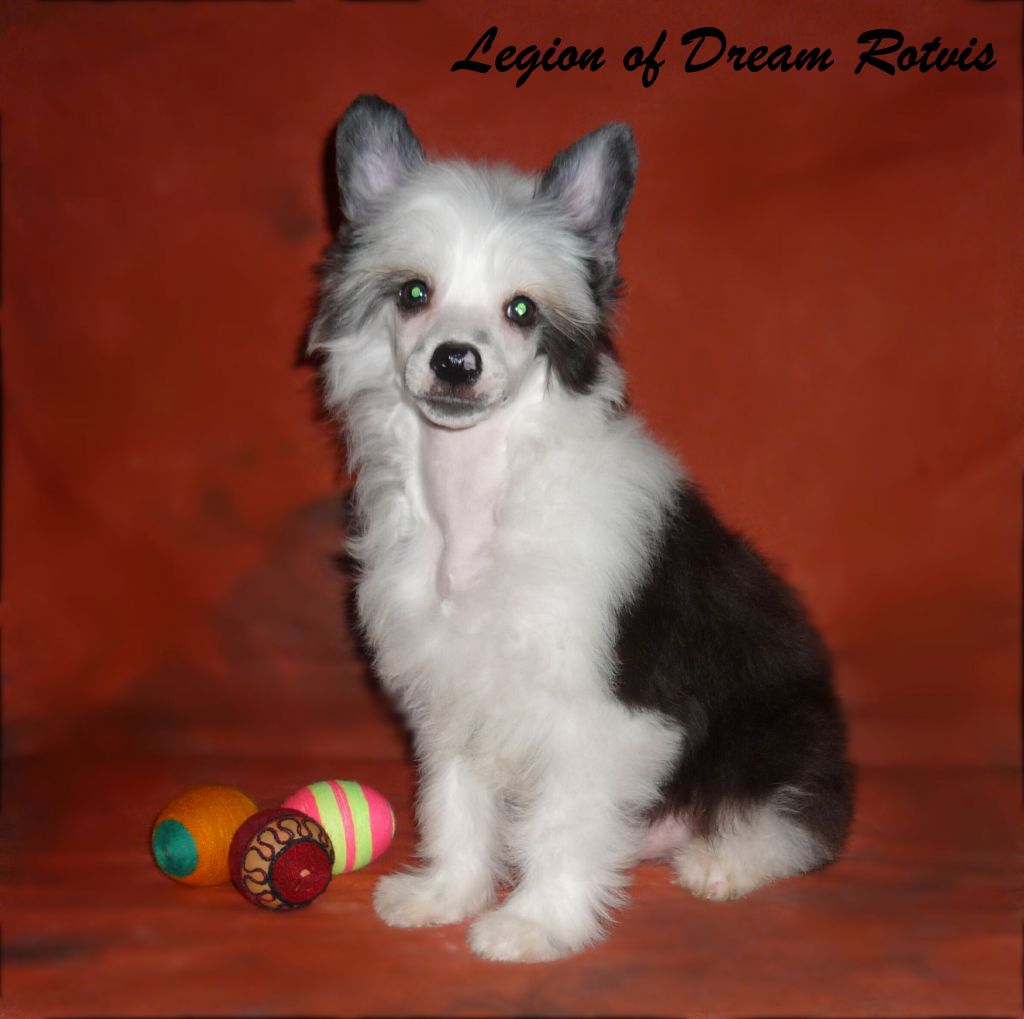 Legion of Dream Rotvis