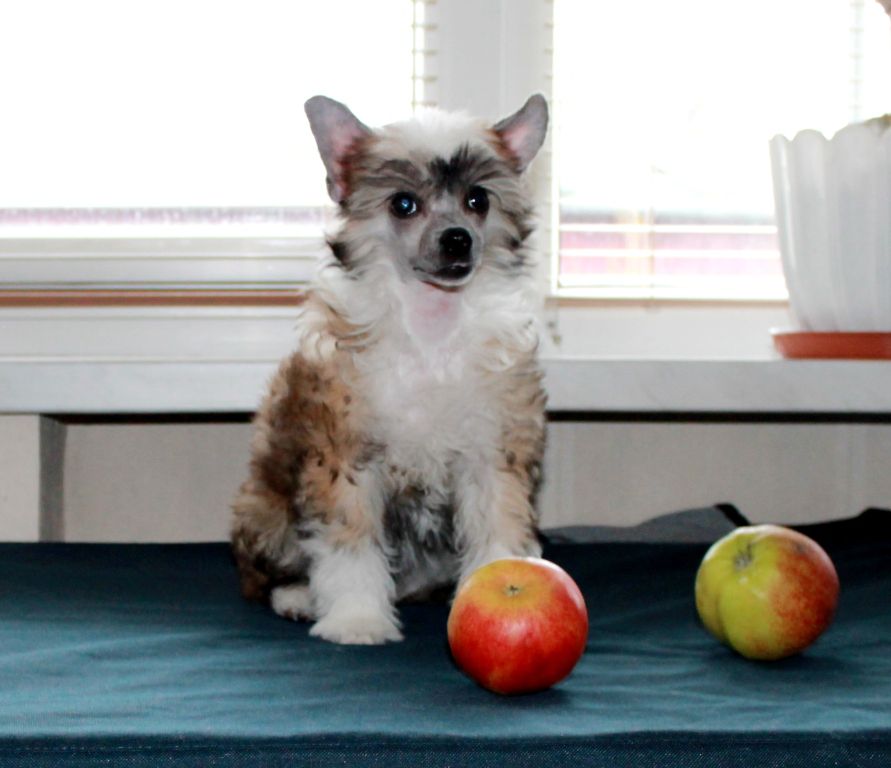 Gillari  Verona  From  My  Dream