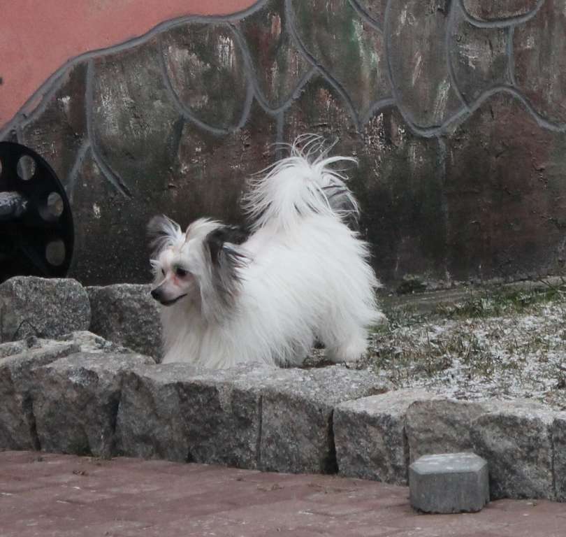 Gabriella  Zari  Rous