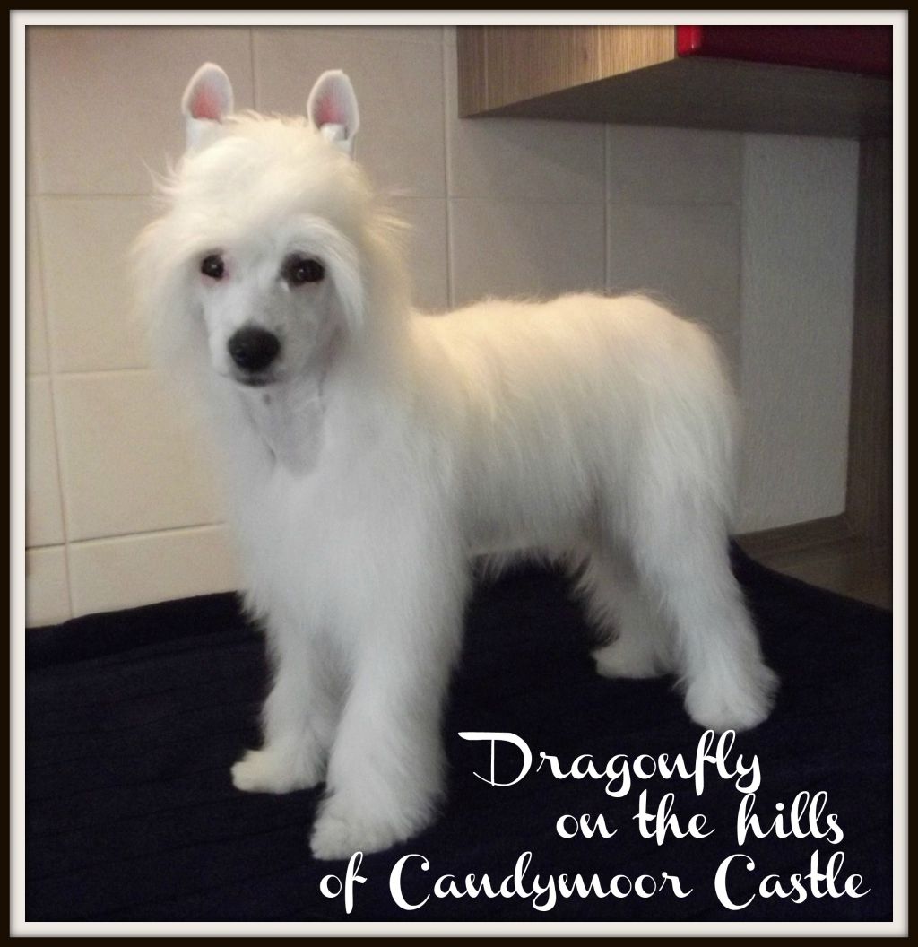 Dragonfly on the hills of Candymoor Castle