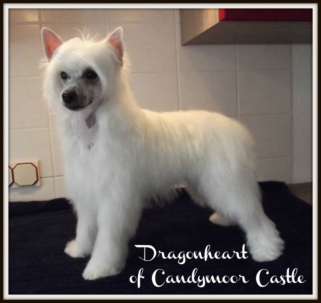 Dragonheart of Candymoor Castle