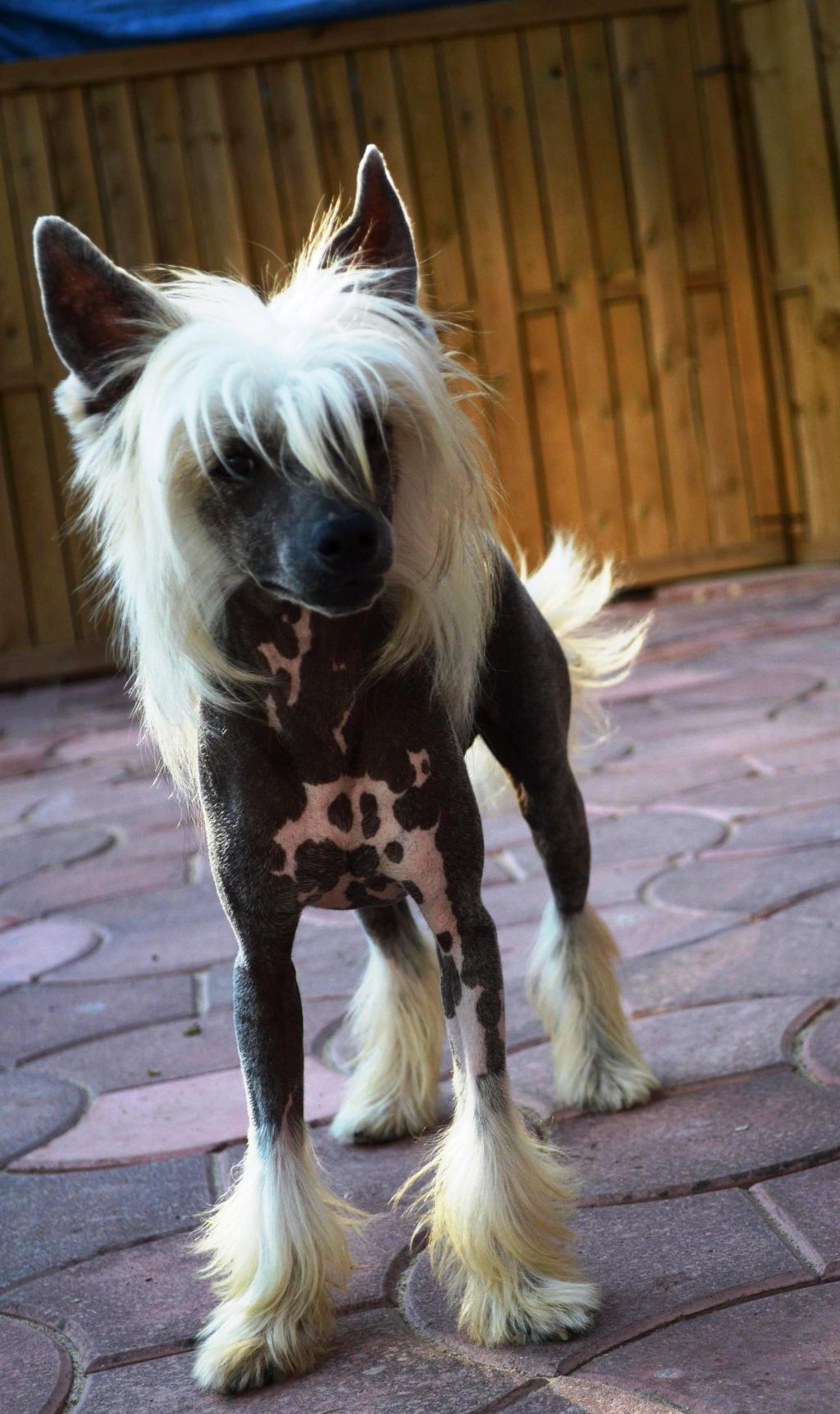 Duke From Dreamland Onychinus