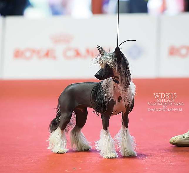 Dreamlike Angel Onychinus