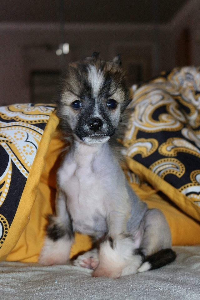 Shadow White Troublemaker