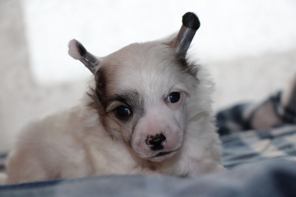 Bella Constanta Hempton