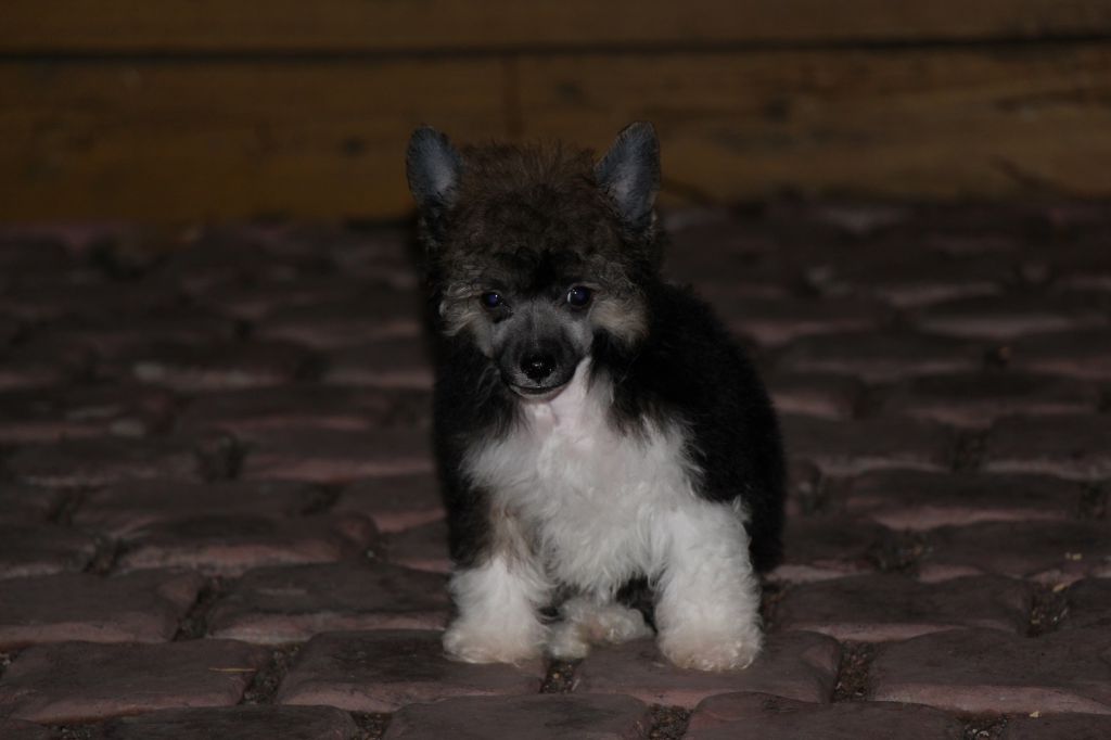 Bella Constanta Henessi