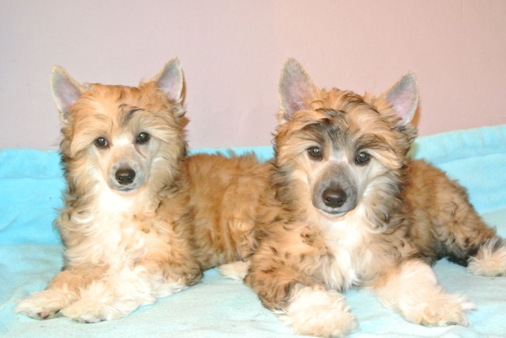 Cornelie Clary Aldrigen