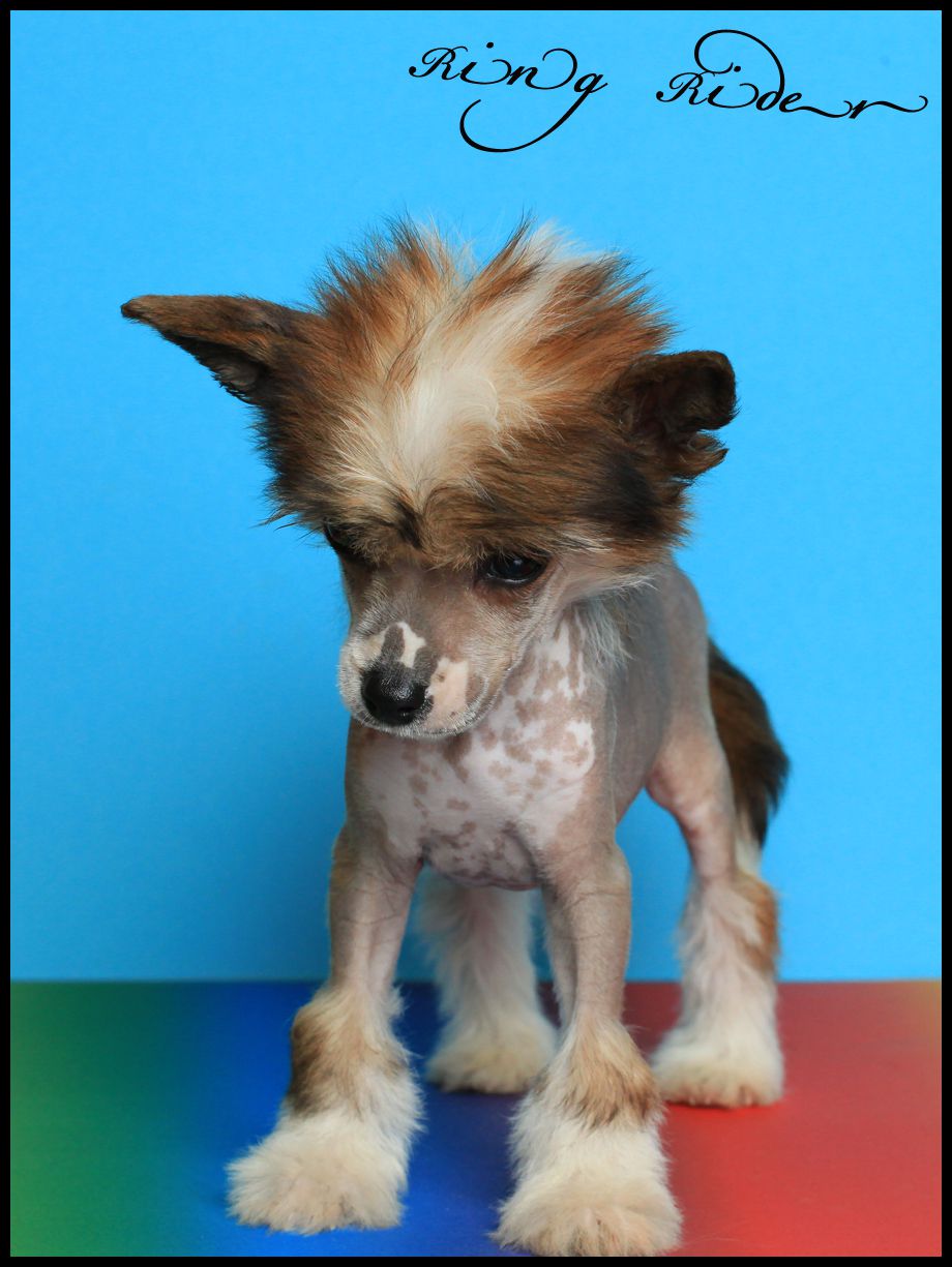 Ring rider Ziggy Stardust