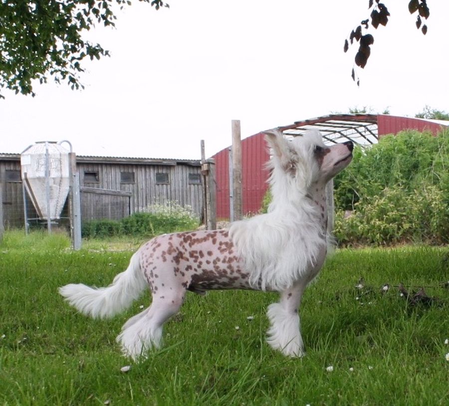 Be My Dog's Jingle My Bells