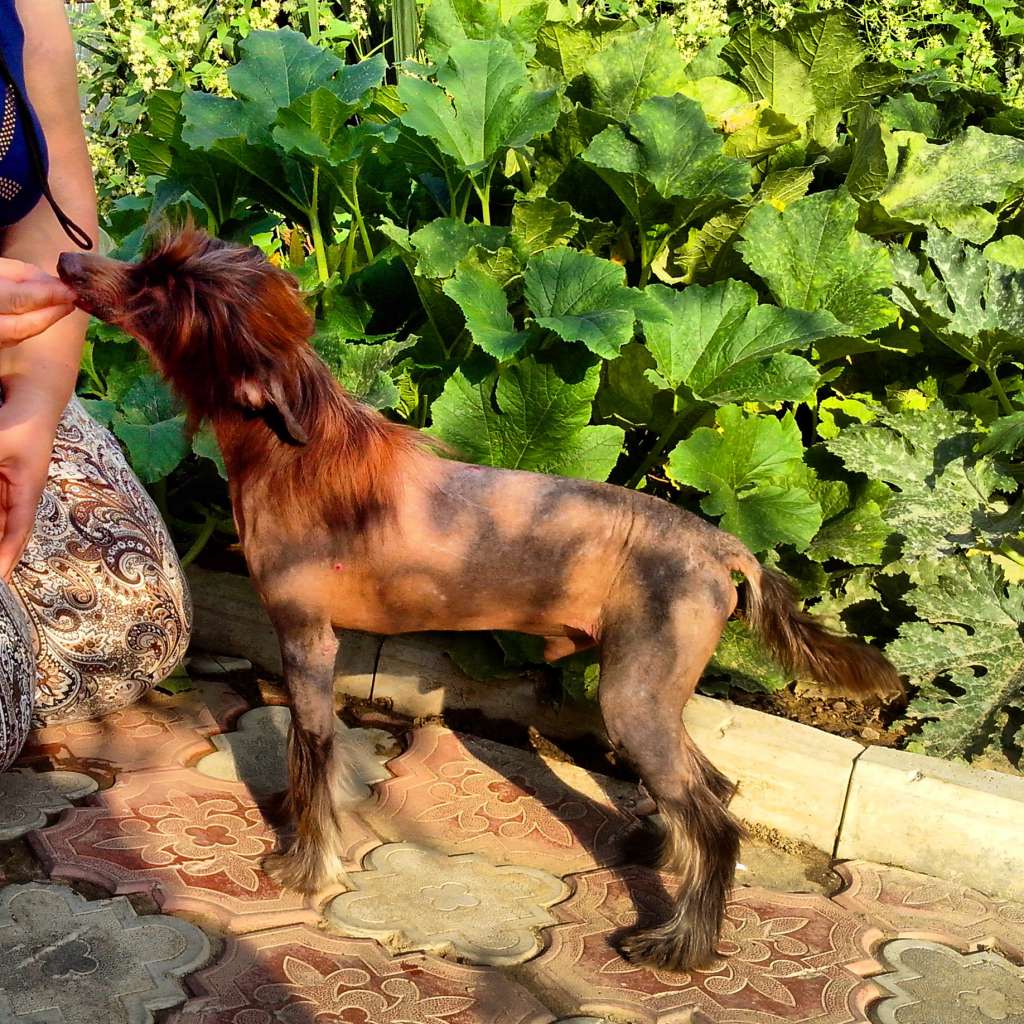 Ekbar Energy Luck Chocolate Bon Ami