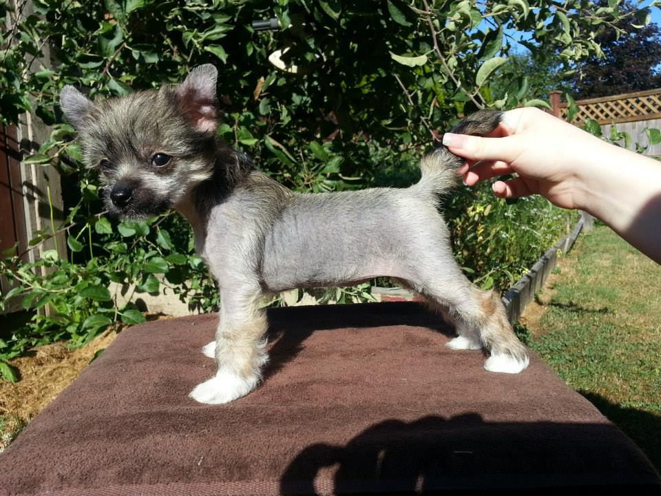 Calowin's Arebah Via Crestars