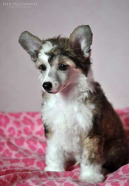 Jean Dark A Sunday Smile