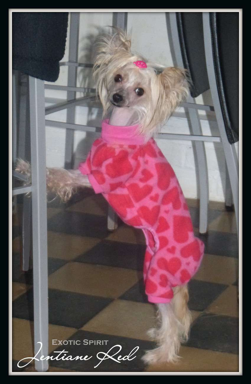 Exotic Spirit Jentiane Red