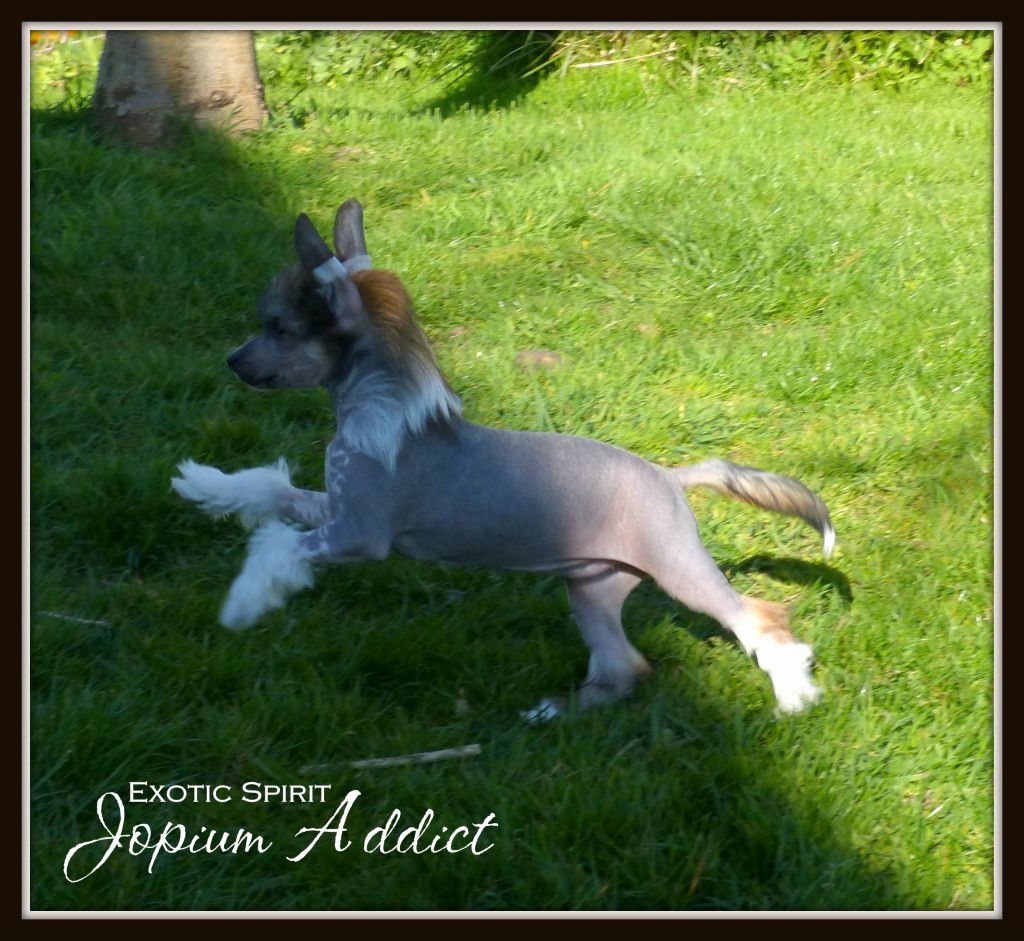 Exotic Spirit Jopium Addict