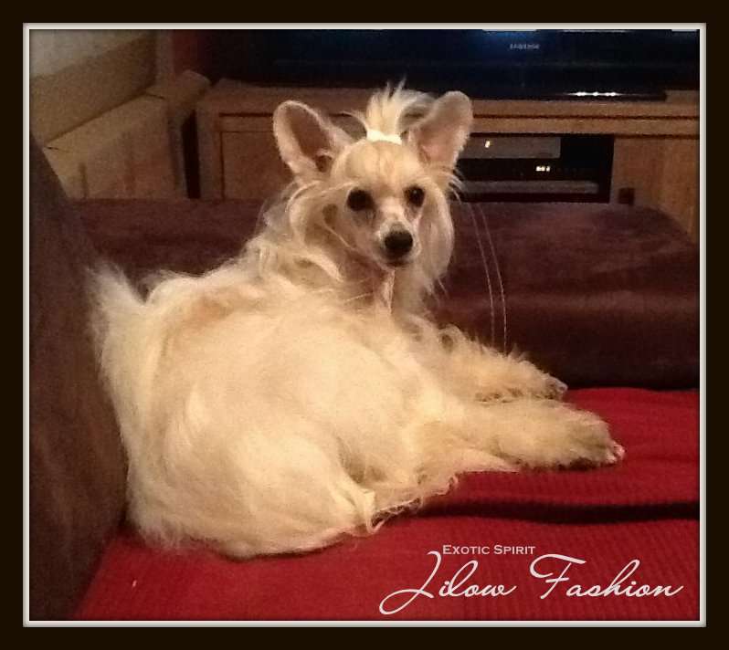 Exotic Spirit Jilow Fashion