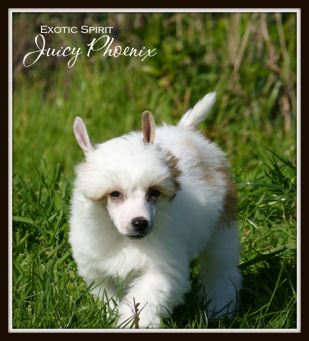 Exotic Spirit Juicy Phoenix