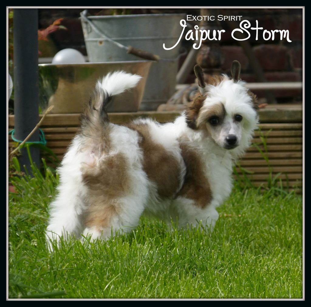 Exotic Spirit Jaipur Storm