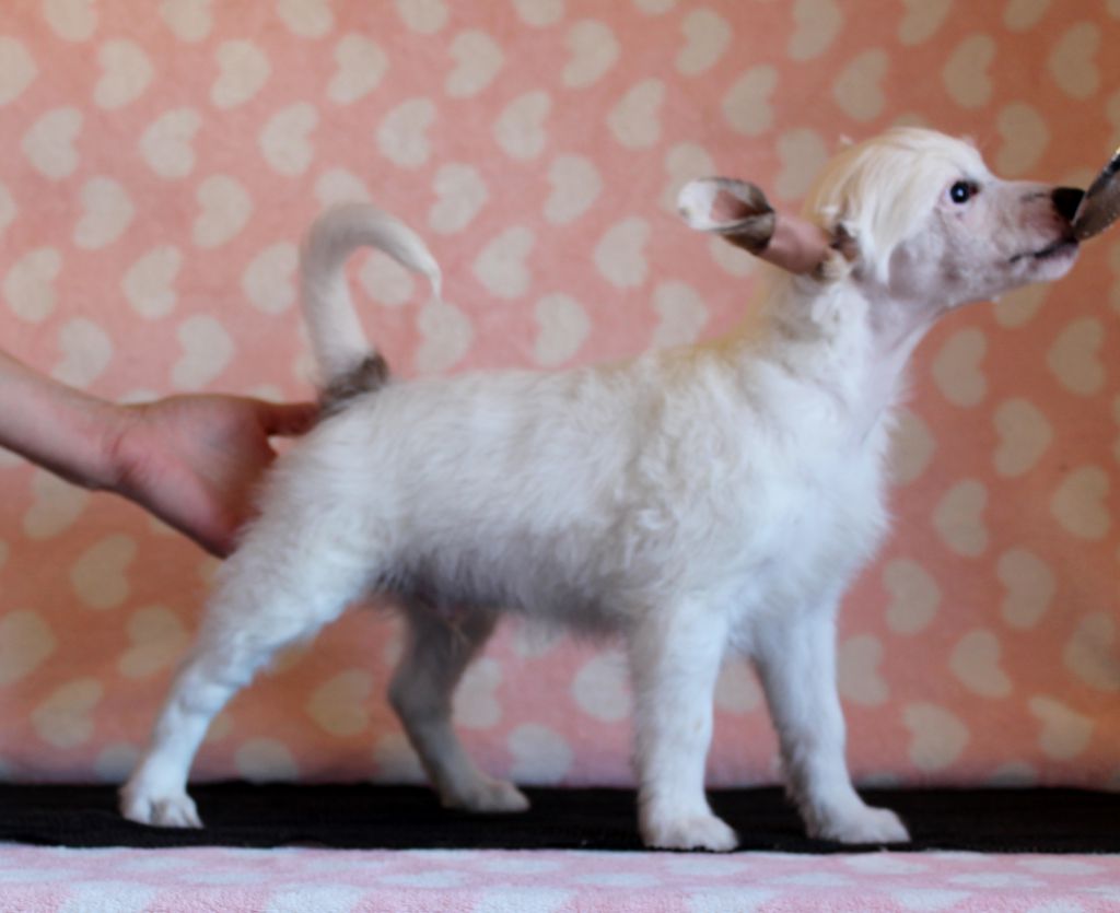 Akelas Crooked Smile