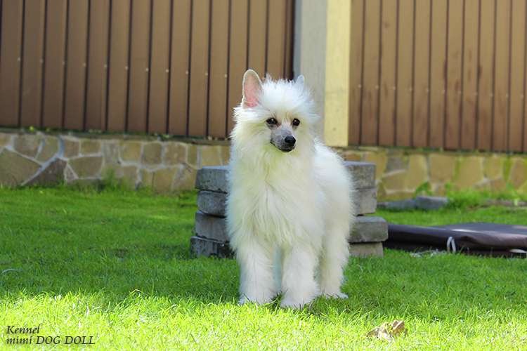 Mimi Dog Doll Molosos Gratzi