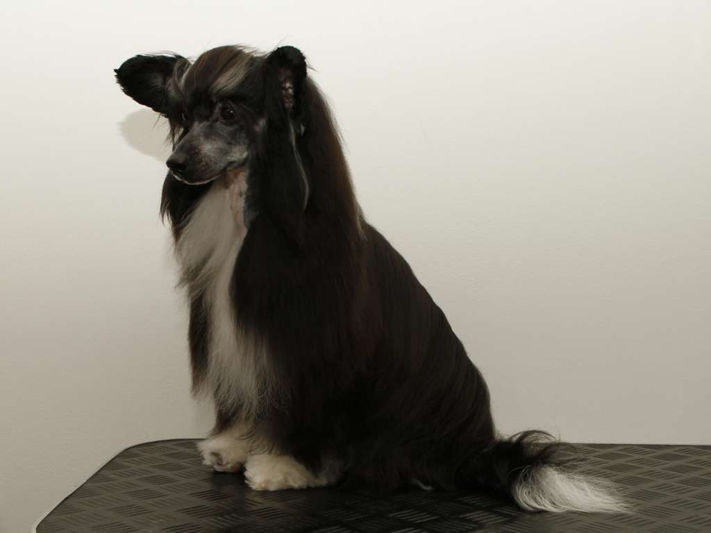 Crestiny's Groundbreaker