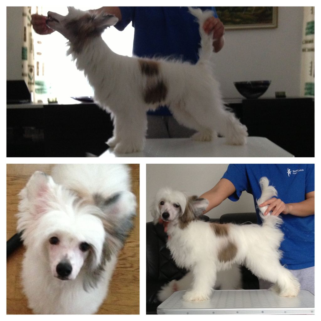 Zensai The Offshore Pirate