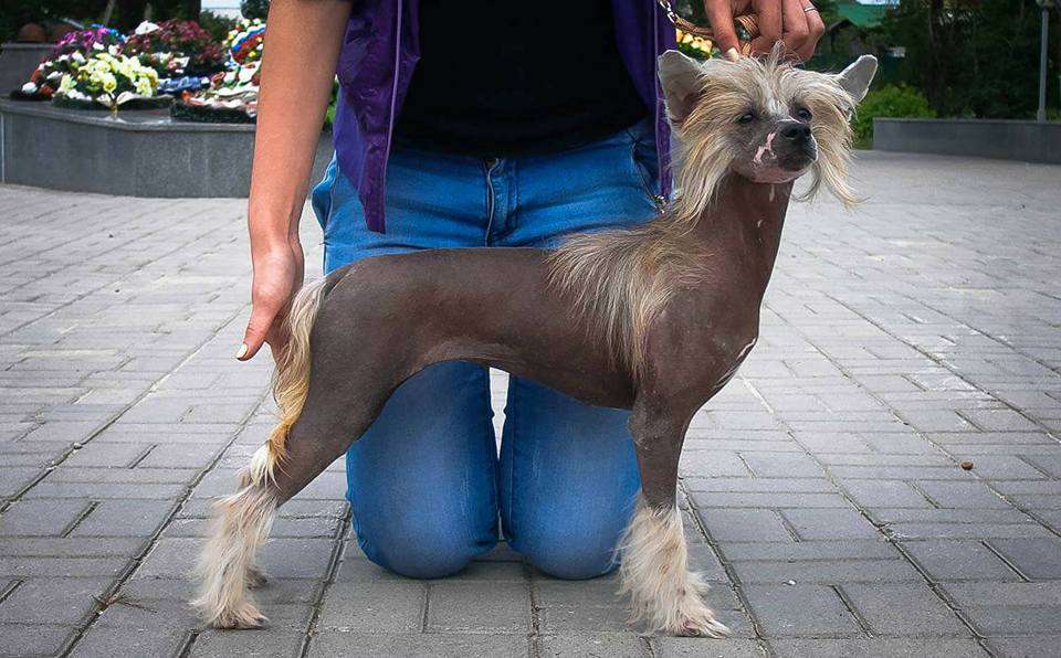 Sofiris Show Victory Ansgar Neyl