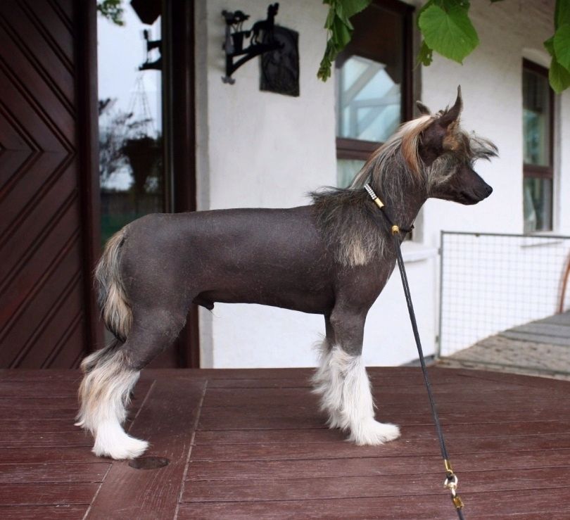 Be My Dog's Klick My Pic